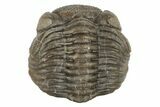 Wide, Folded Eldredgeops Trilobite Fossil - Ohio #188907-2